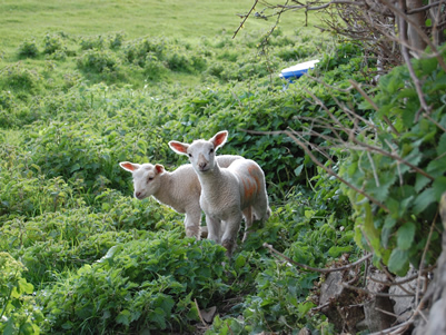 Local lambs. Aahhh, aren't they sweet