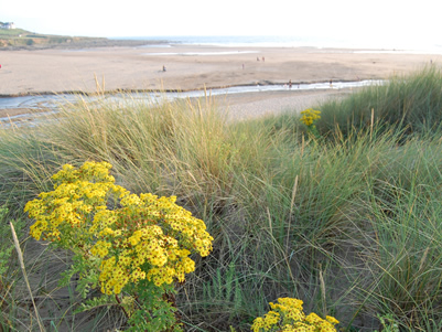 Dunes at Croyde Bay