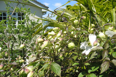 Rear garden of the house